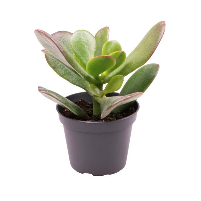 Crassula Ovata