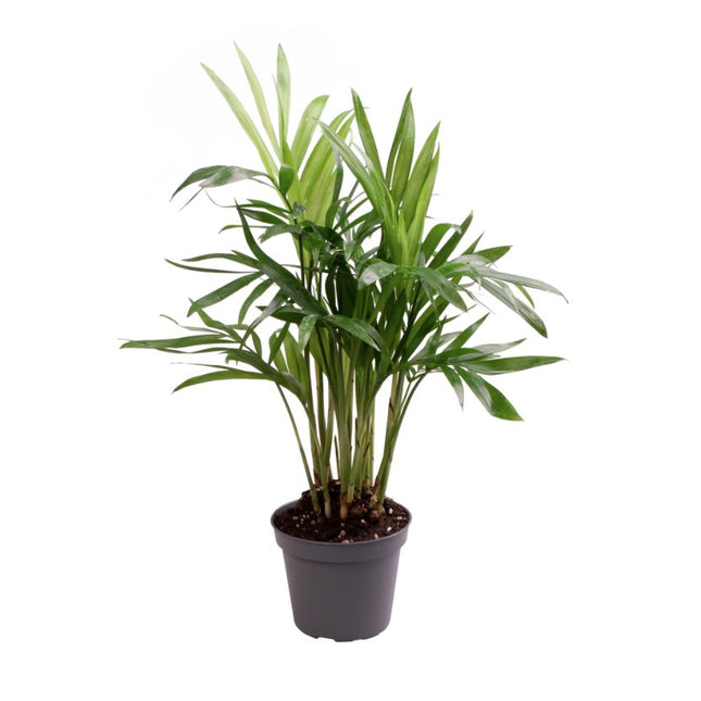 Chamaedorea Elegans