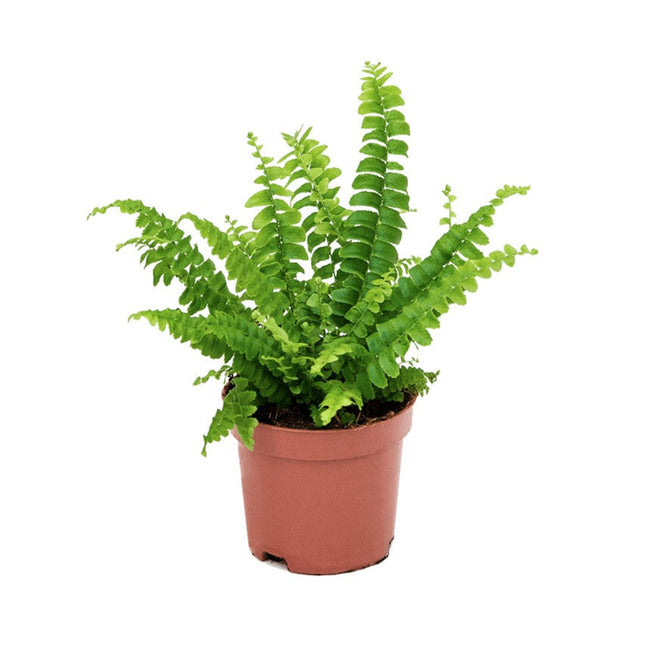 Nephrolepis exaltata 'Green Lady'