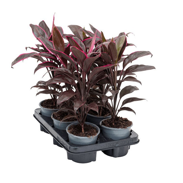 Cordyline fruticosa 'Mambo'