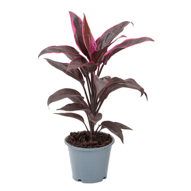 Cordyline fruticosa 'Mambo'