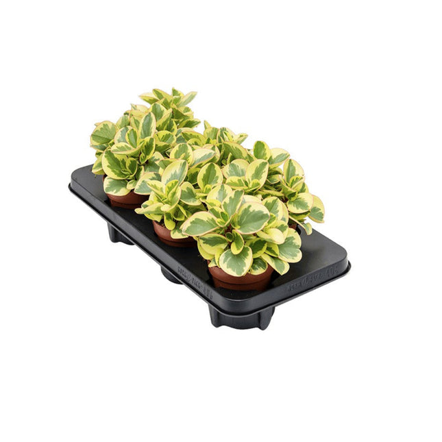 Peperomia obtusifolia 'Obtipan Bicolor'