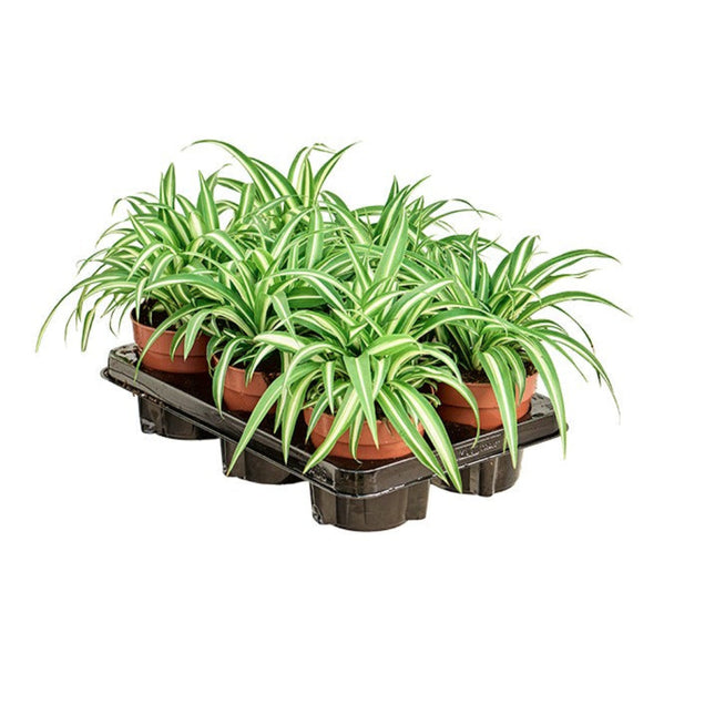 Chlorophytum comosum 'Variegatum'