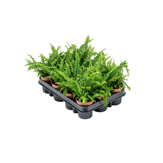 Nephrolepis exaltata 'Green Lady'