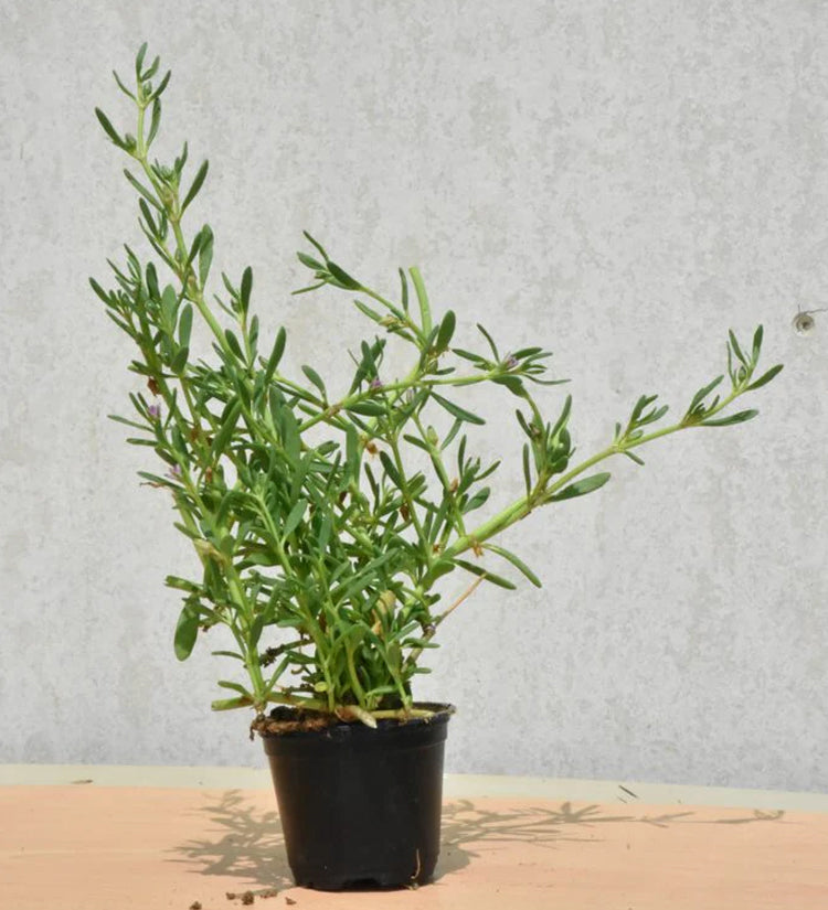 Sesuvium Portulacastrum