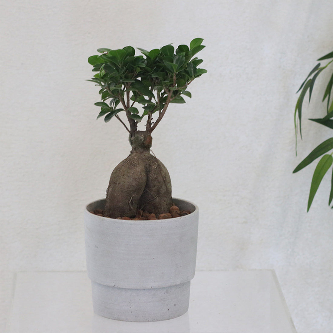 Bonsai Plant