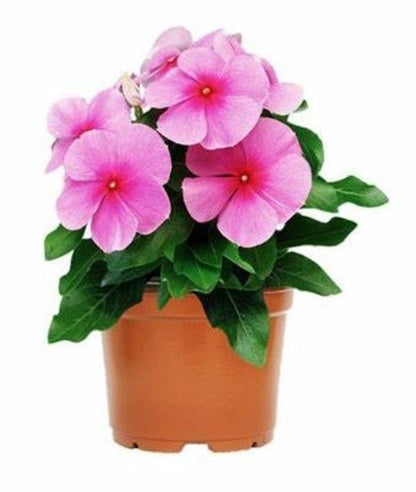 Vinca Rosea