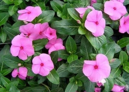 Vinca Rosea