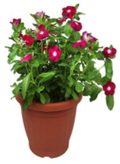 Vinca Rosea