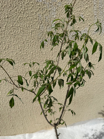 Vitex Agnus Castus