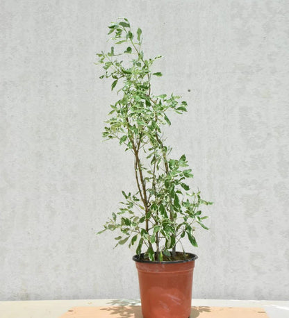 Vitex Trifolia variegata