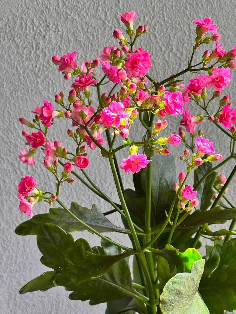 Kalanchoe Venus