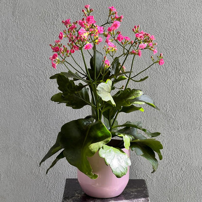 Kalanchoe Venus