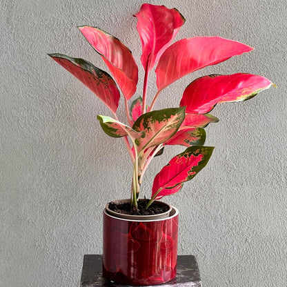 Aglaonema Cherry Baby