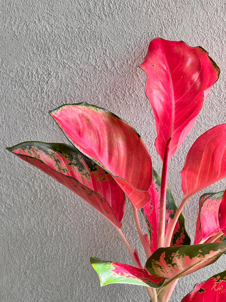 Aglaonema Cherry Baby