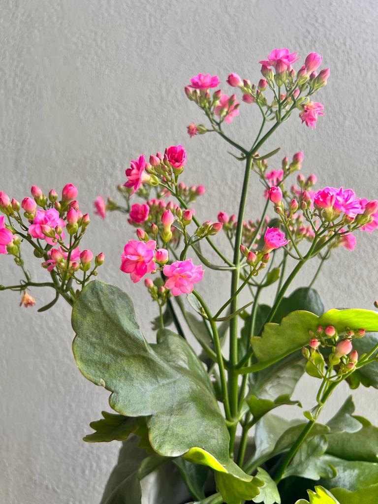 Kalanchoe Venus