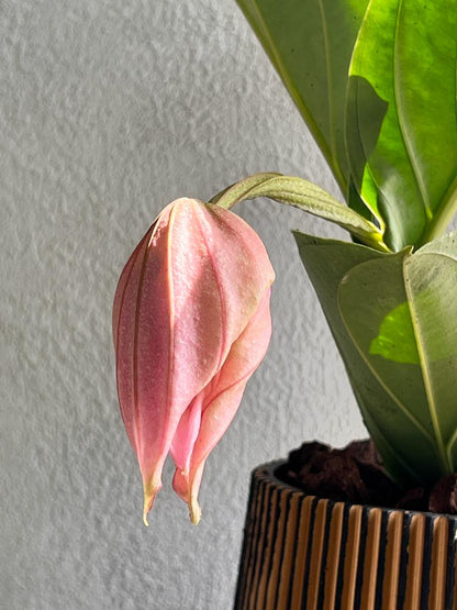 Medinilla Magnifica