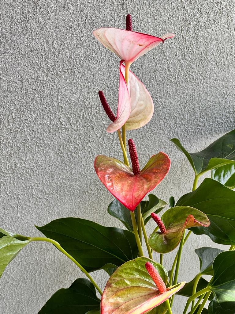 Anthurium Maxima Elegancia