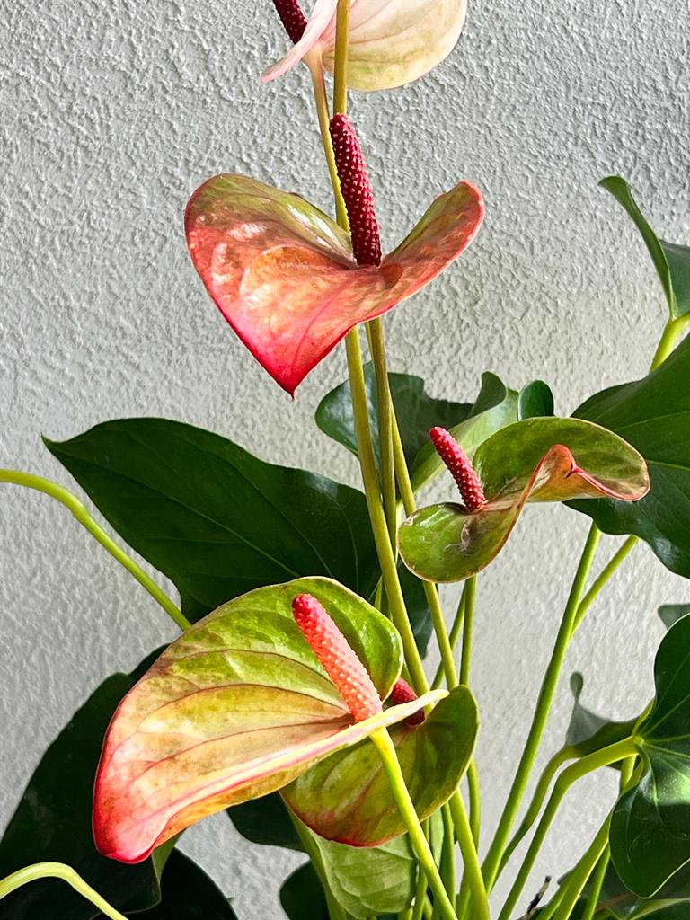 Anthurium Maxima Elegancia