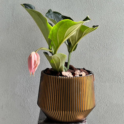 Medinilla Magnifica