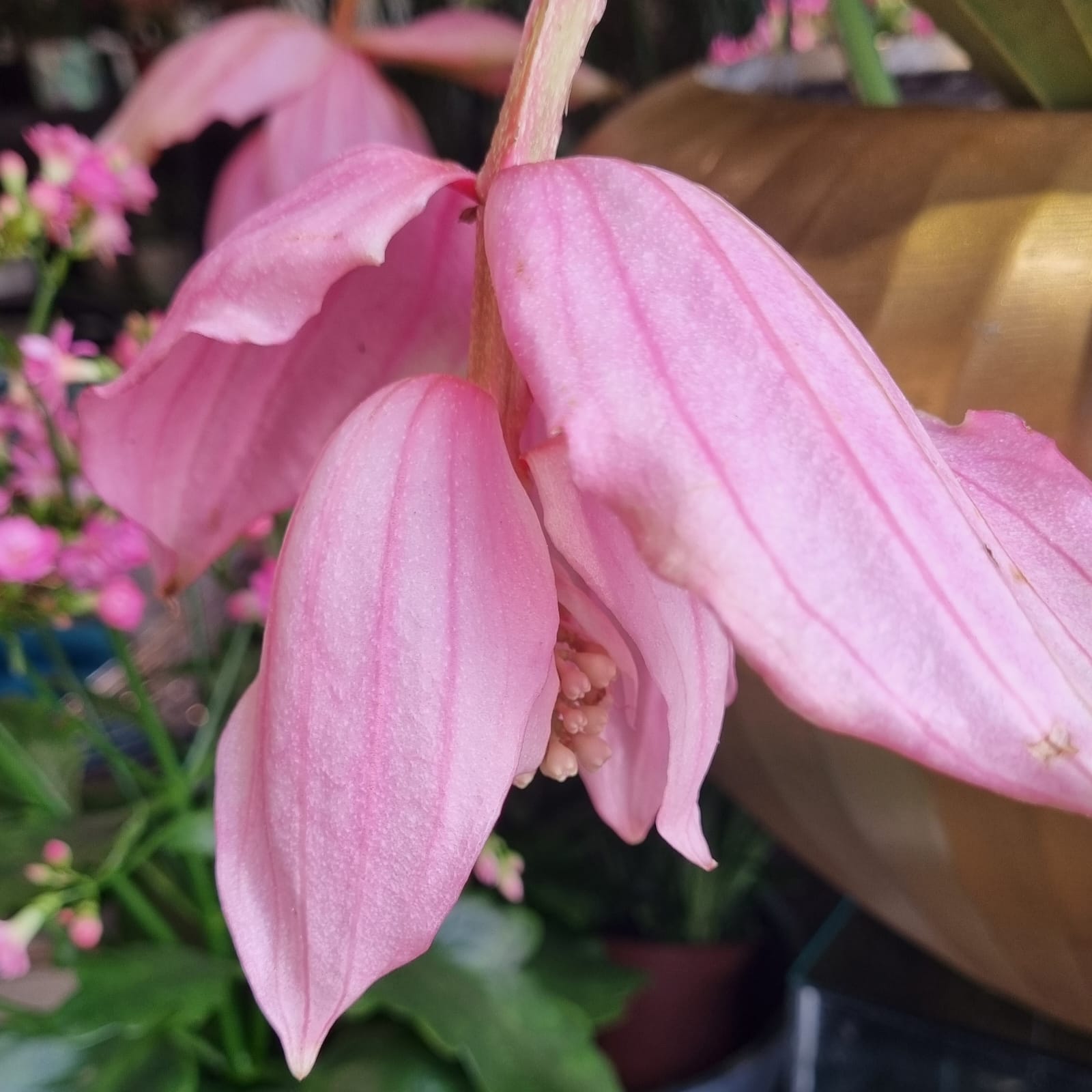 Medinilla Magnifica