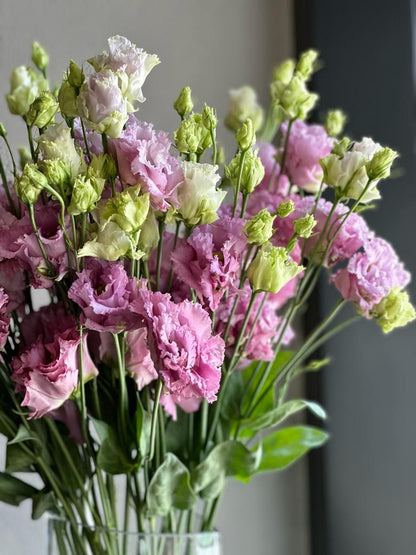 GRAPE PINK LISIANTHUS