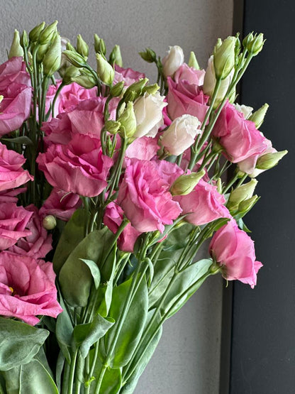 PINK LISIANTHUS