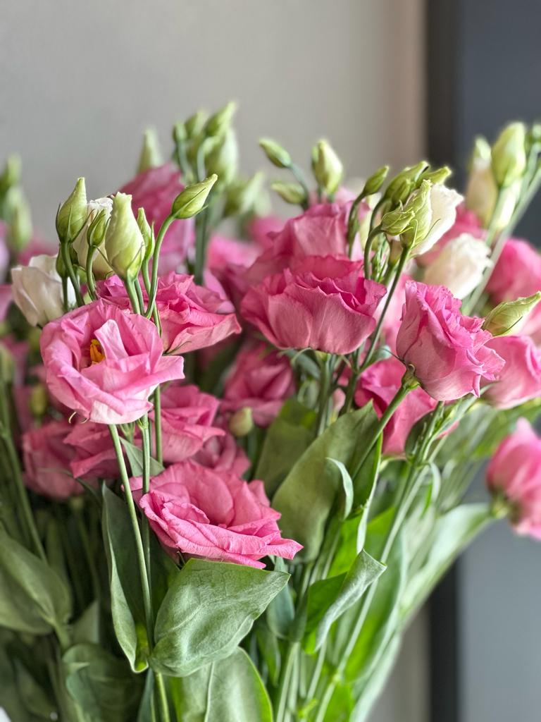 PINK LISIANTHUS