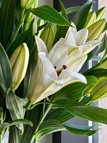 SANTANDER ORIENTAL LILIES