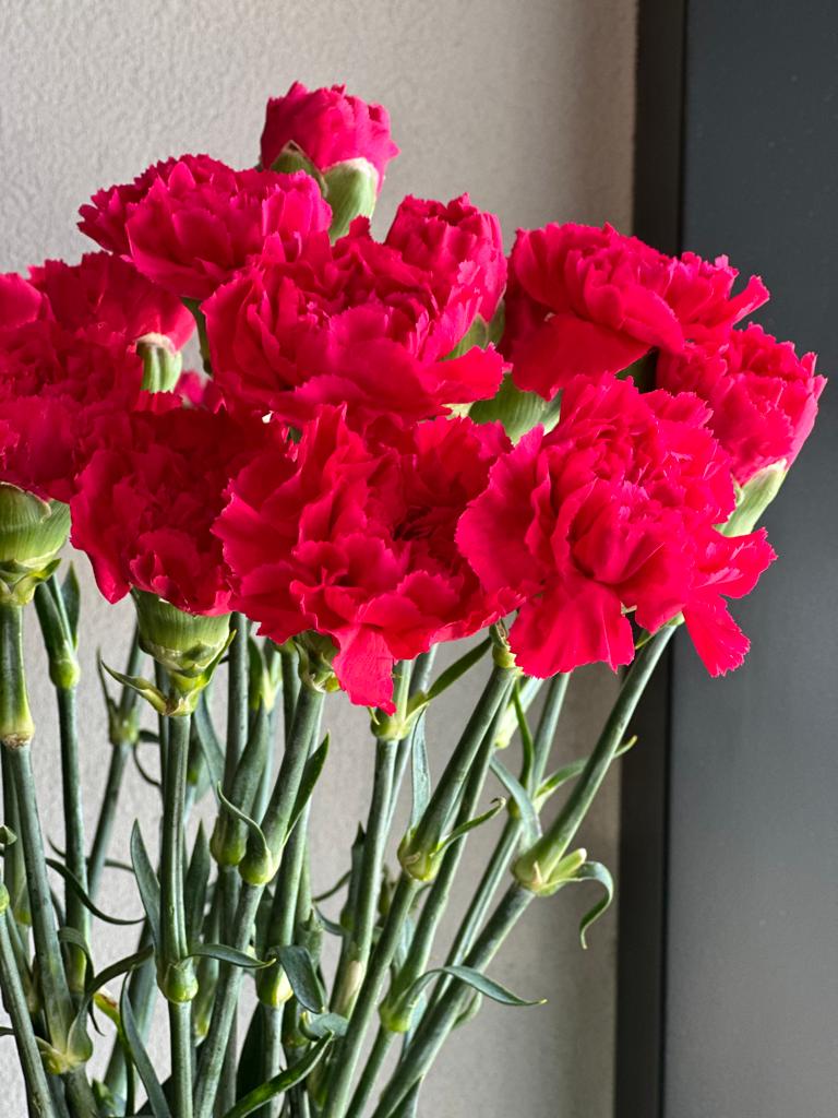 RUBY RED CARNATIONS