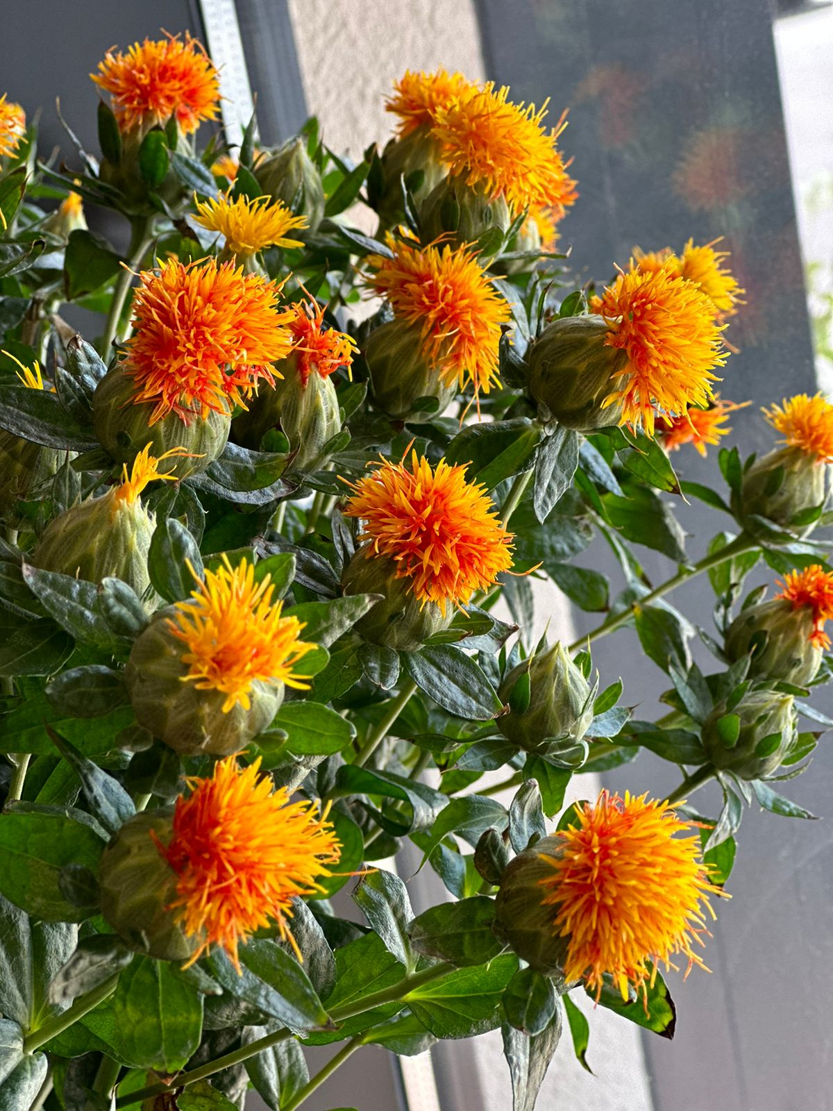 SAFFLOWER