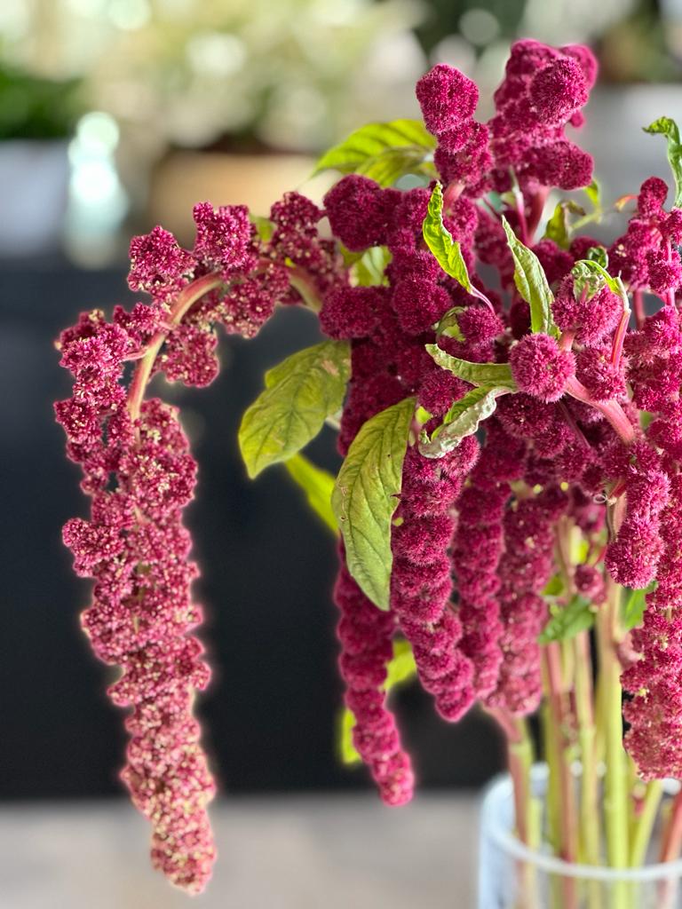 AMARANTHUS SCARLET