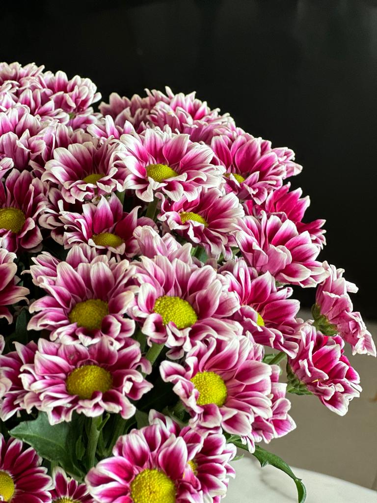 DOPIA CHRYSANTHEMUM