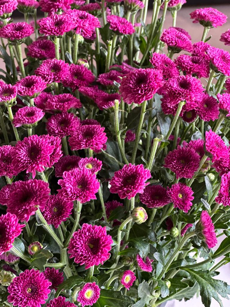 CHRYSANTHEMUM CALIMERO BURGUNDY