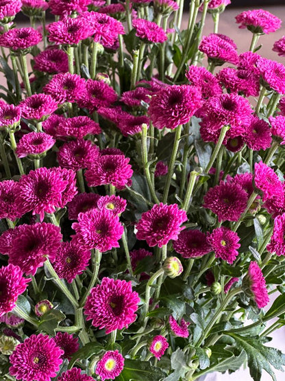 CHRYSANTHEMUM CALIMERO BURGUNDY