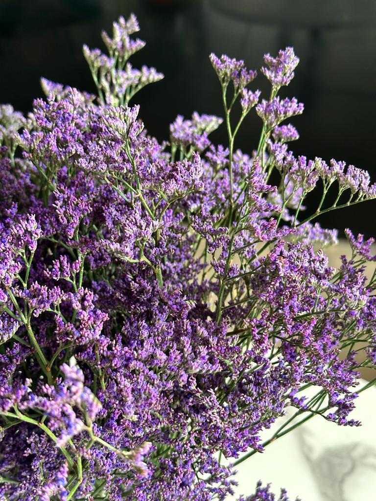 PURPLE LIMONIUM