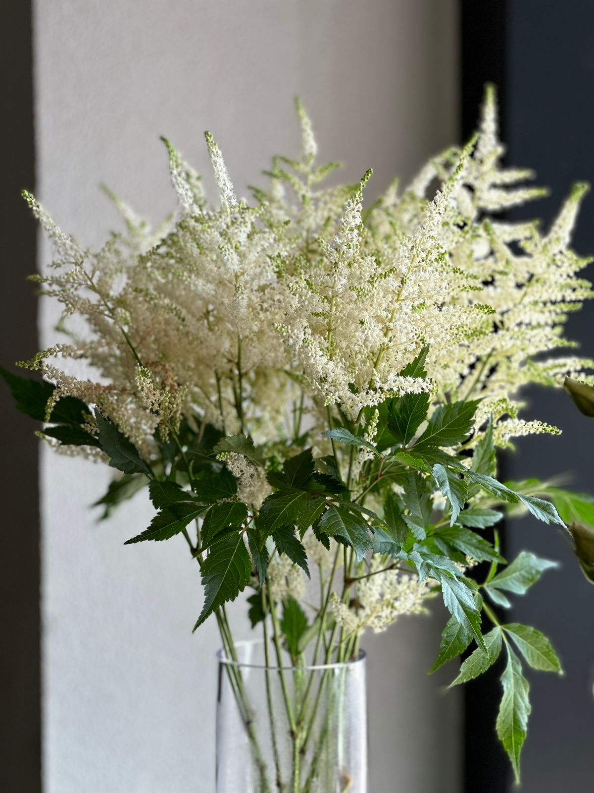 ASTILBE WASHINGTON