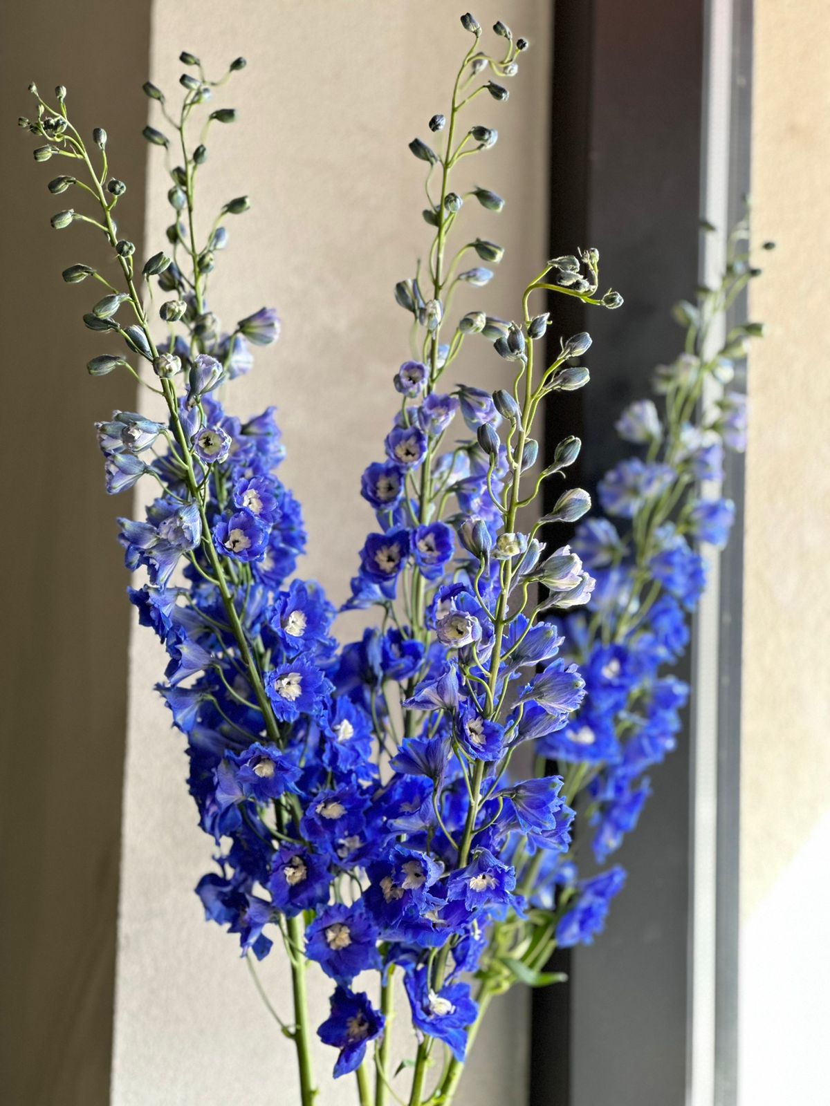 PURPLE HEART DELPHINIUMS (100CM)