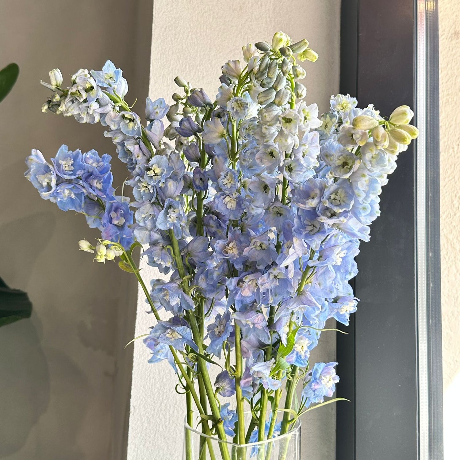 COOL BLUE DELPHINIUMS (80CM)