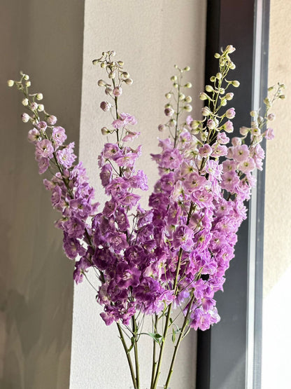 PURPLE HEART DELPHINIUMS (100CM)