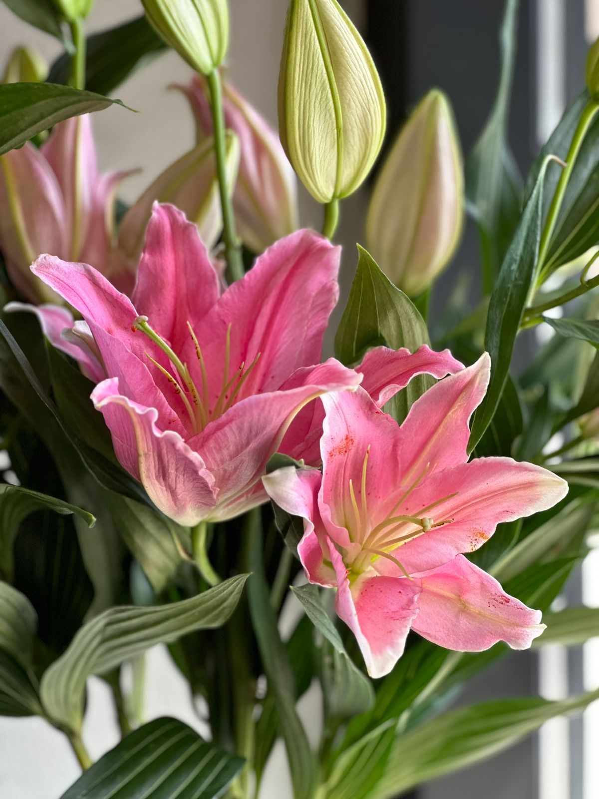 DALIAN LILIES