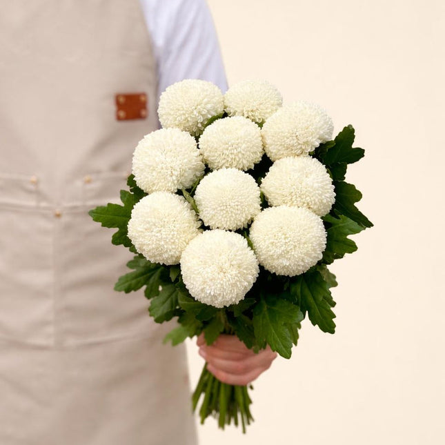 Chrysanthemum Single - Ping Pong White
