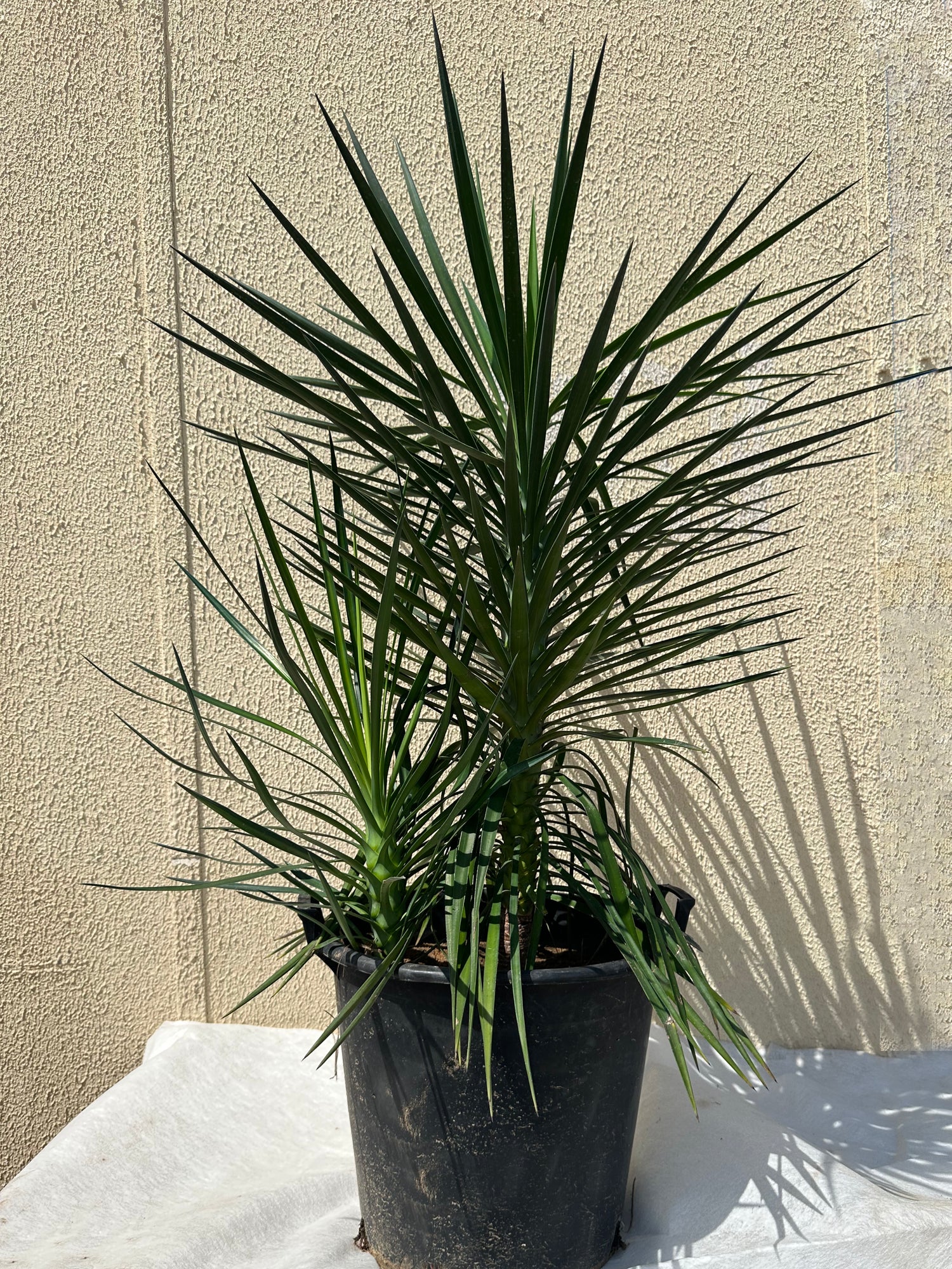 Yucca Aloifolia