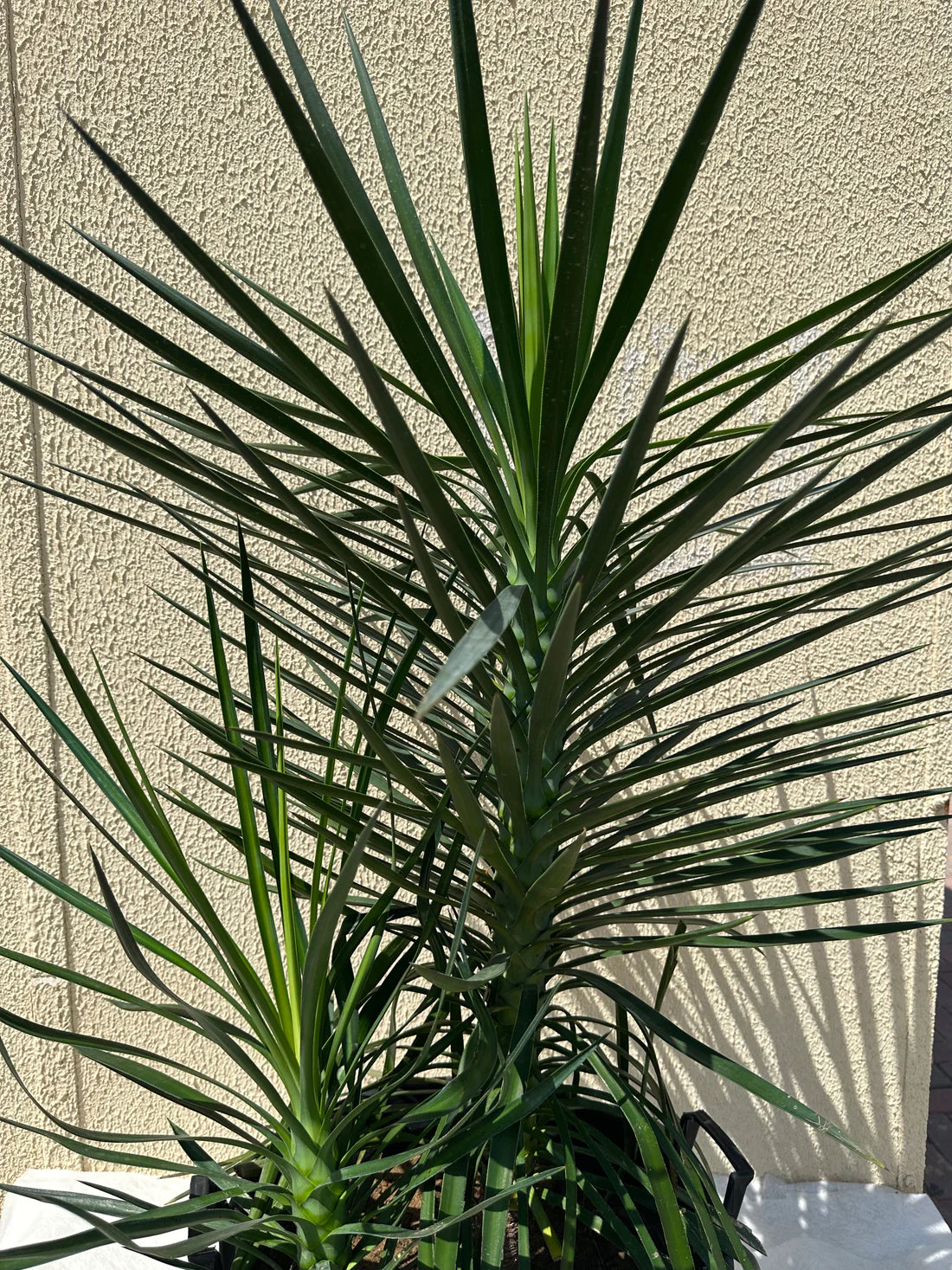 Yucca Aloifolia