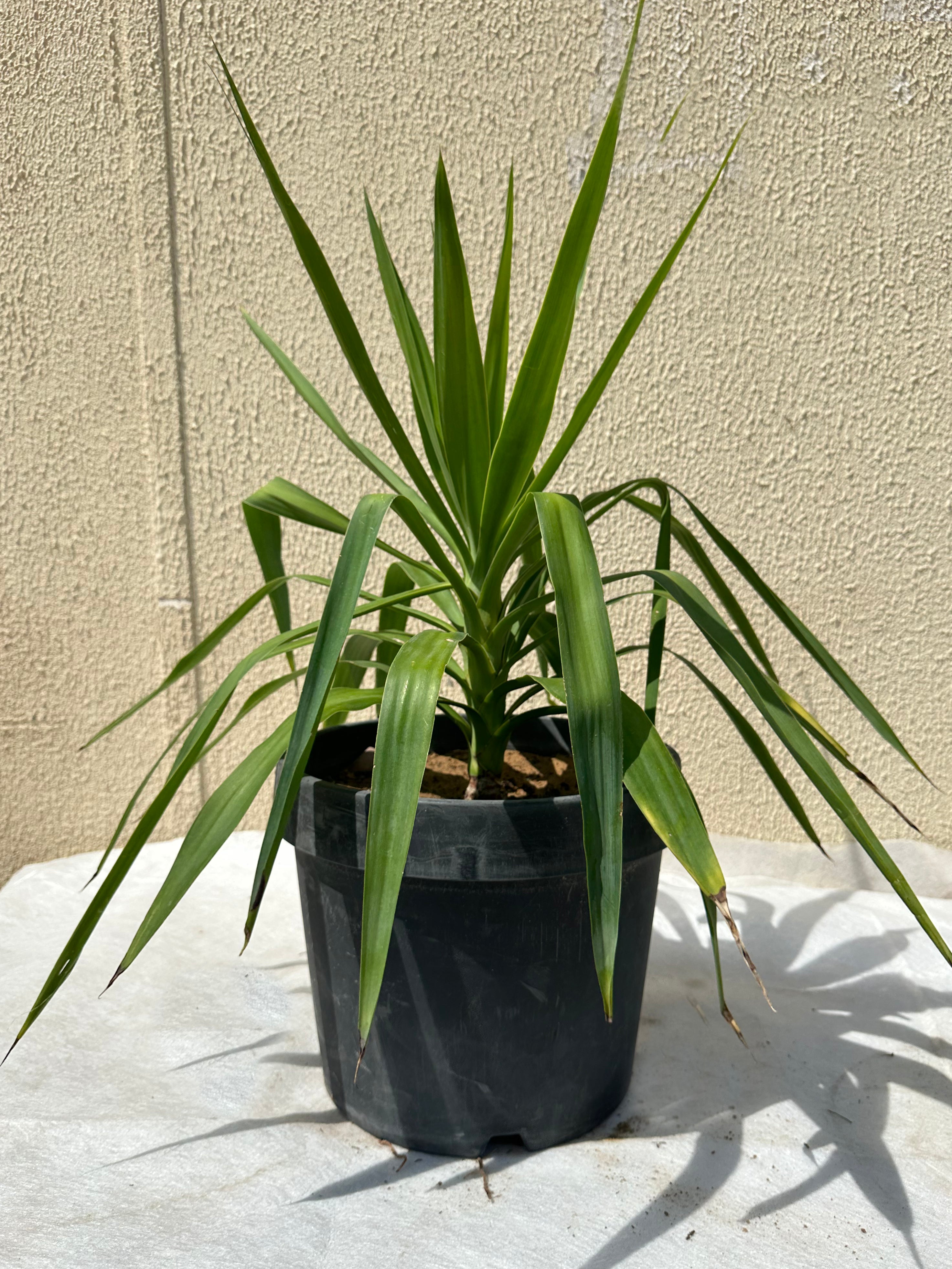 Yucca elephentipes