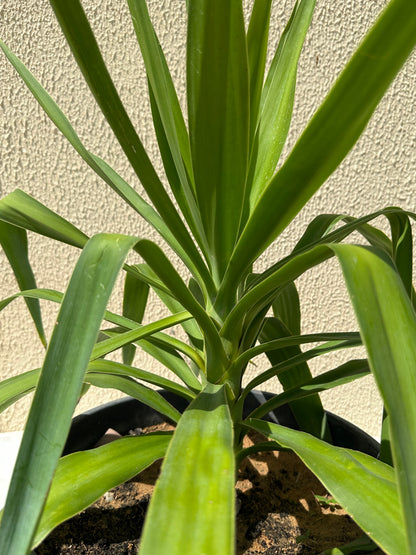 Yucca elephentipes