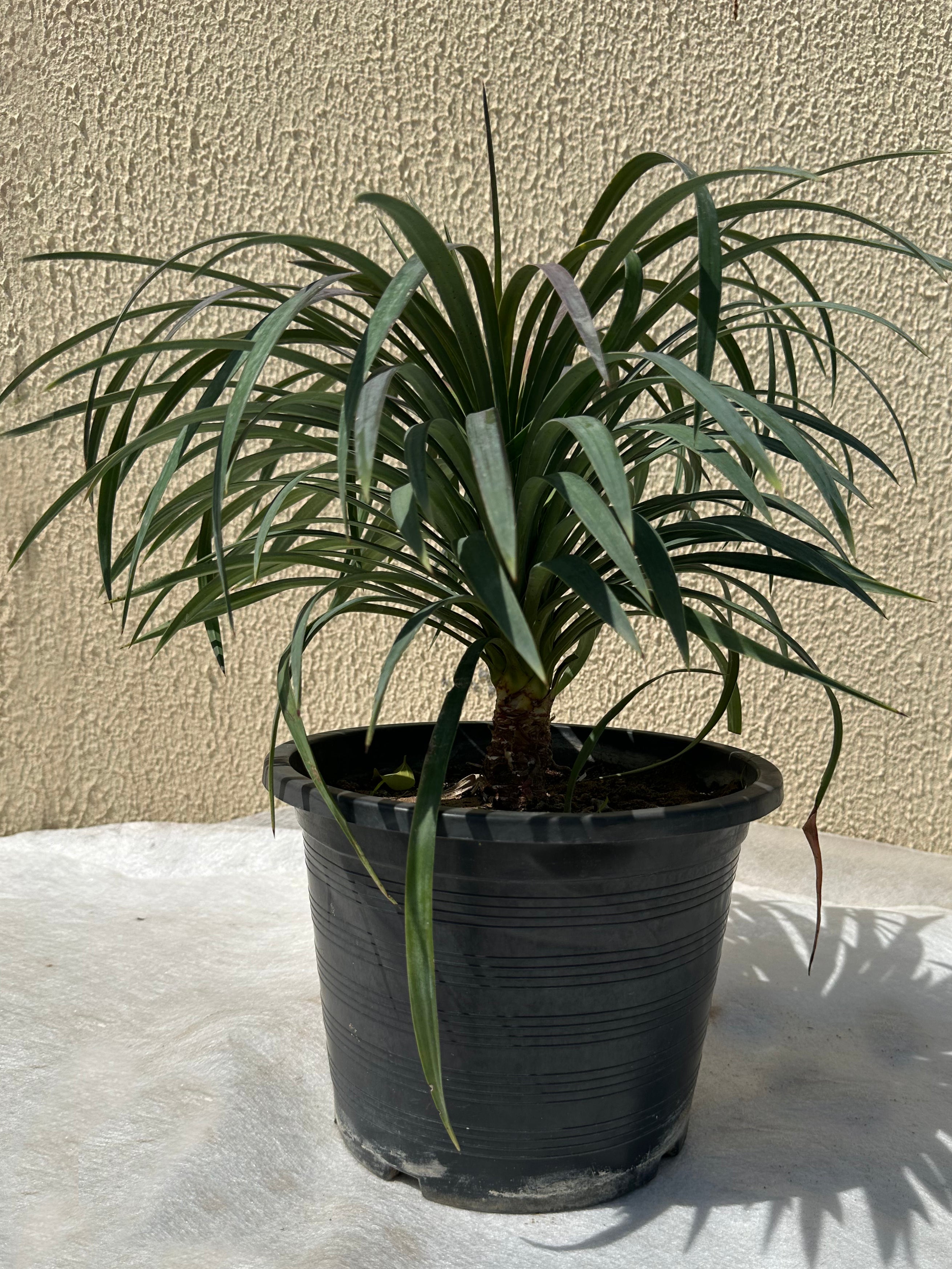 Yucca Gloriosa