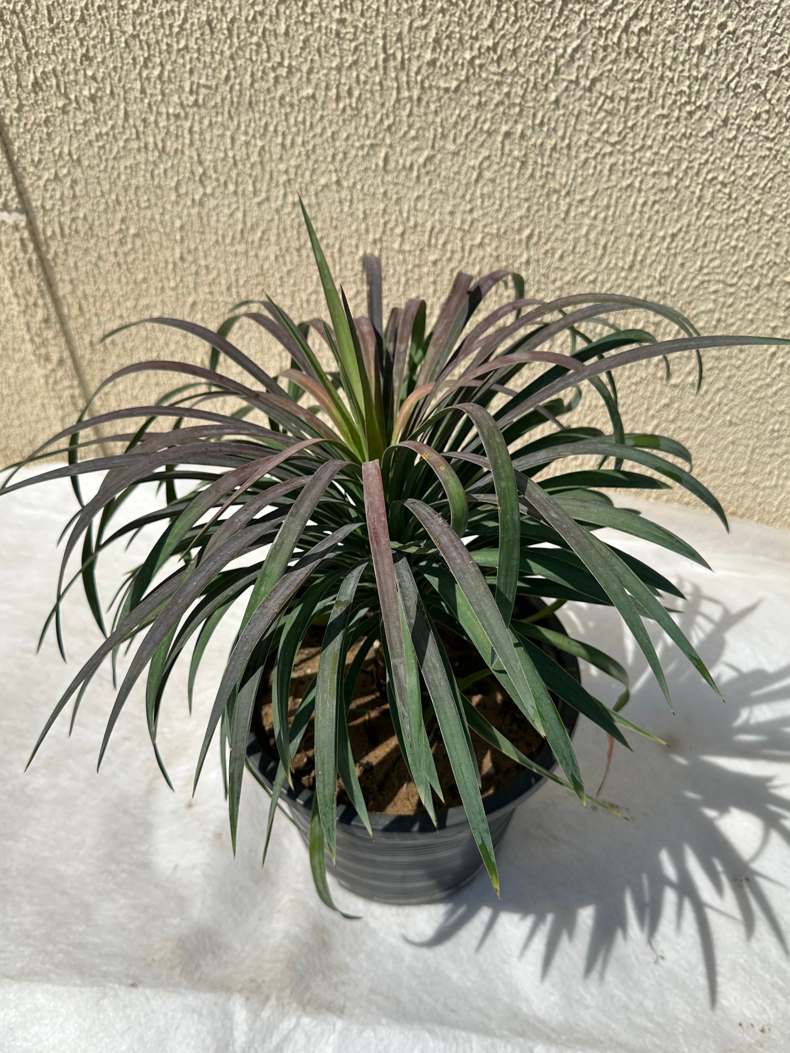 Yucca Gloriosa