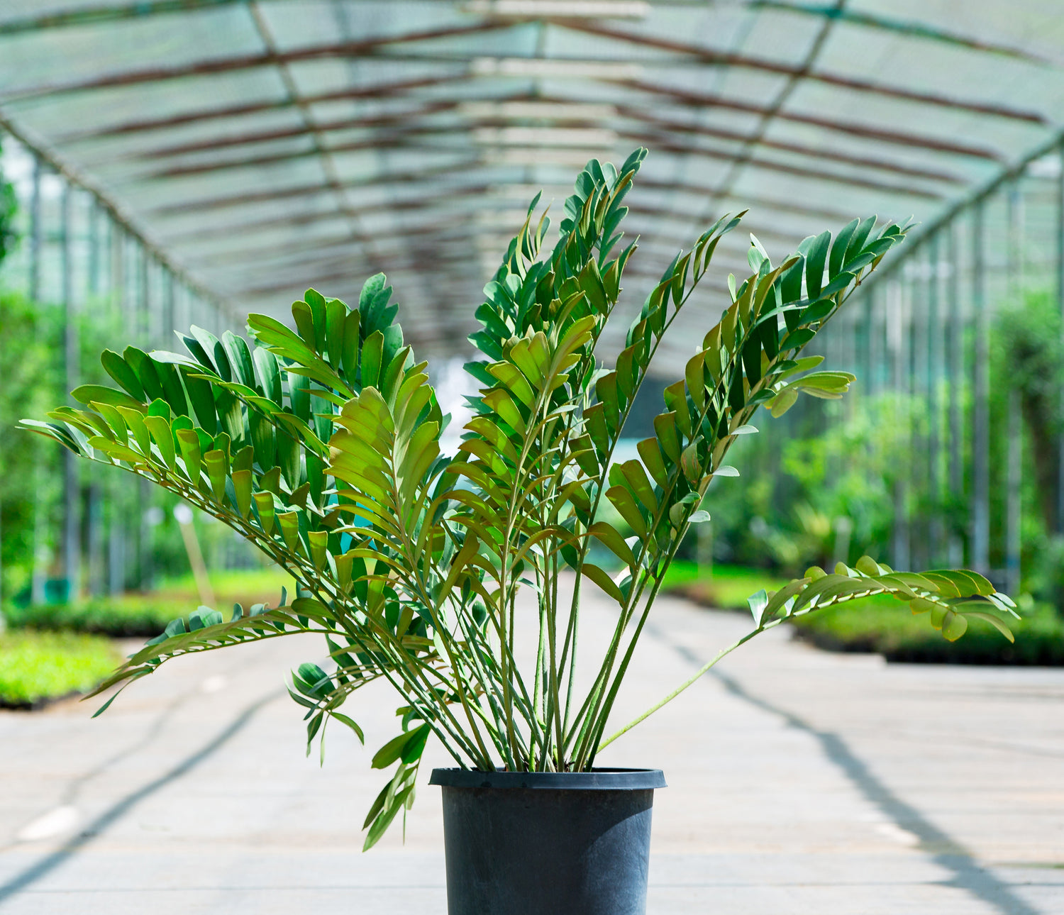 Zamia Furfuracea