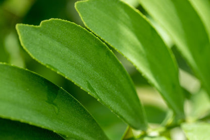 Zamia Furfuracea